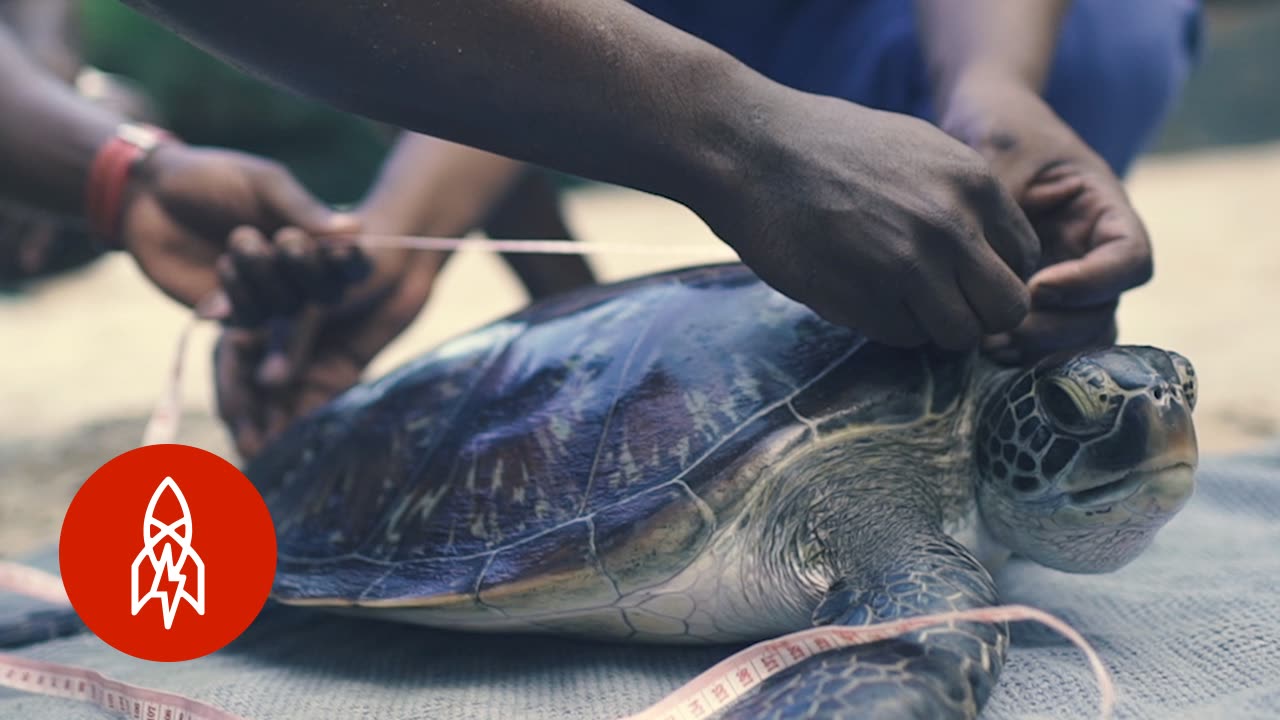 Fighting for Zanzibar's Sea Turtles